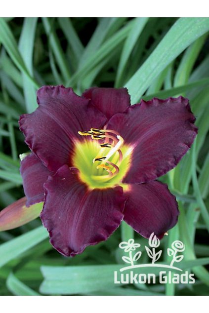 Denivka BELA LUGOSI - hemerocallis