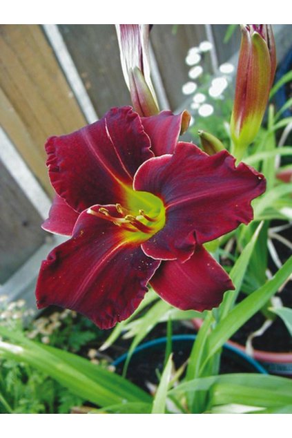 Denivka ED MURRAY - hemerocallis