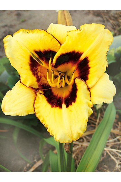 Denivka EL DESPERADO - hemerocallis