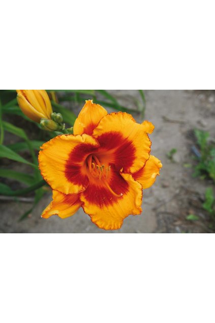 Denivka FOOLED ME - hemerocallis