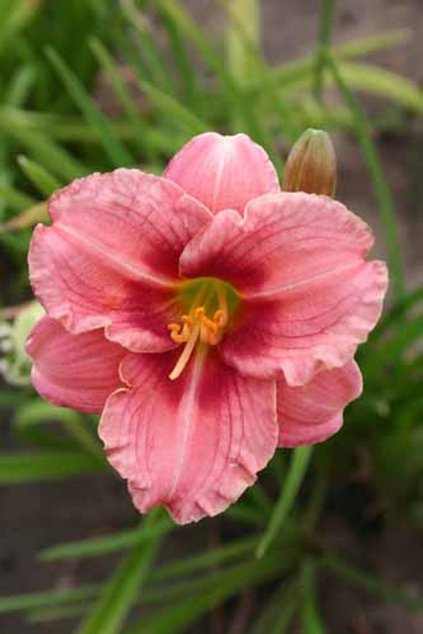 Denivka SILOAM RIBBON CANDY - hemerocallis