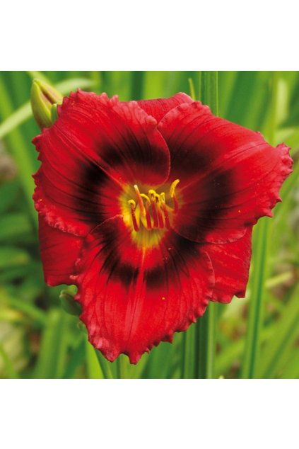 Denivka SILOAM SHOW GIRL  - hemerocallis