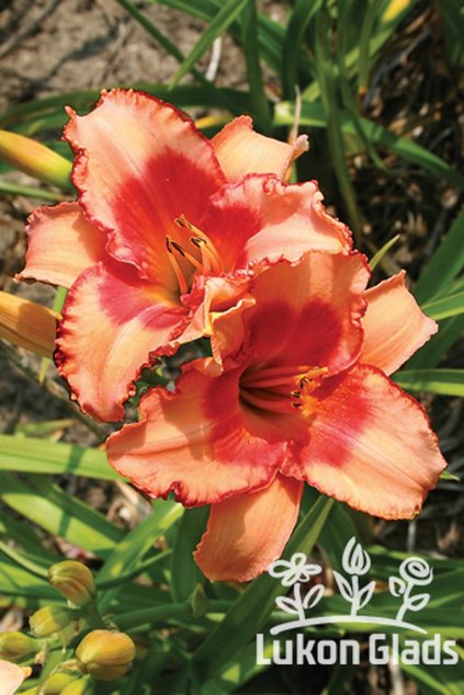 Denivka STRAWBERRY CANDY - hemerocallis