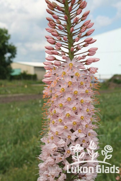Eremurus robustus - stepní lilie, liliochvostec