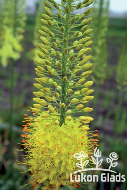 Eremurus stenophyllus BUNGEI - stepní lilie, liliochvostec
