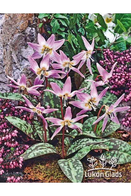 Erythronium dens-canis - kandík