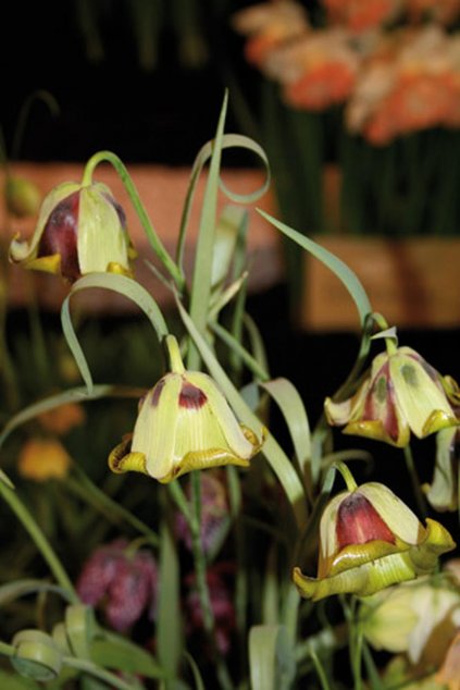 Fritillaria acmopetalla - řebčík