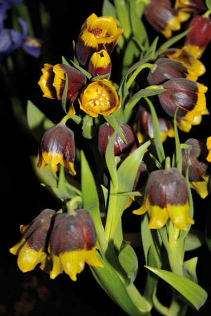 Fritillaria michailowskyi - řebčík - nahrnkovaný