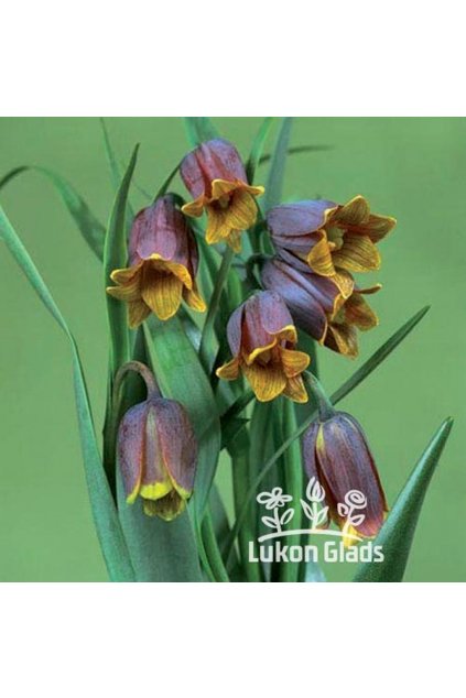 Fritillaria uva-vulpis  - řebčík - nahrnkovaný