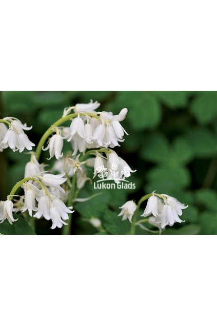 Hyacinthoides hispanica WHITE - ladoňka španělská