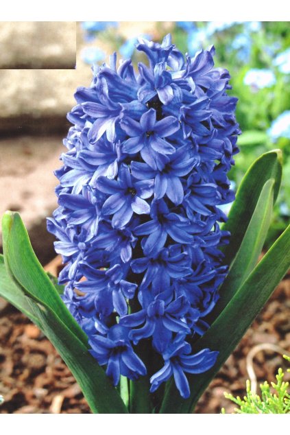 Hiacynt Blue Star