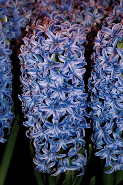 Hyacint BLUE JACKET - hyacinthus