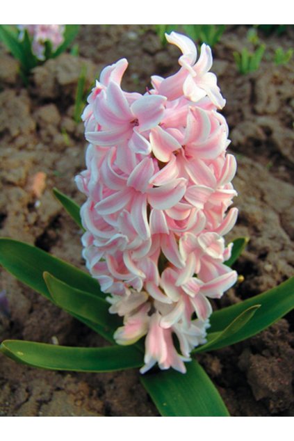 Hyacint FONDANT - hyacinthus