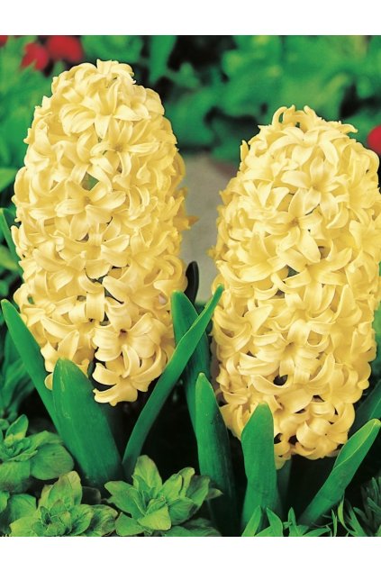 Hyacinthus ŻÓŁTY Hiacynt