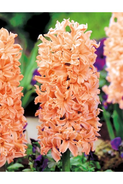 Hyacinthus Gipsy Queen Hiacynt
