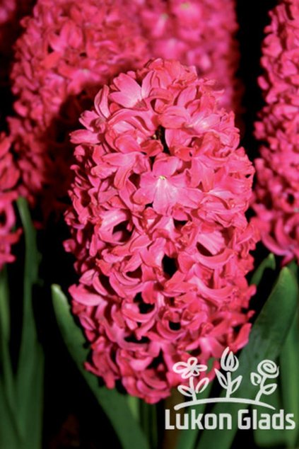 Hyacint JAN BOSS - hyacinthus