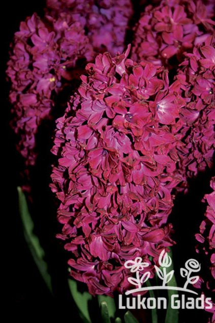 Hyacint WOODSTOCK - hyacinthus