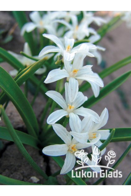 Chionodoxa lucilliae ALBA - ladonička