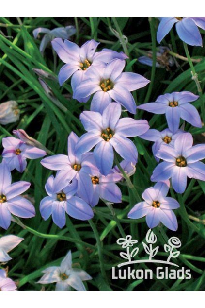 Ipheion uniflorum - ifeion