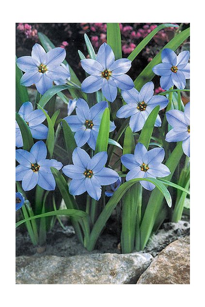 Ipheion uniflorum wisley blue