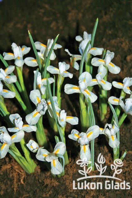 Iris reticulata NATASCHA - kosatec, kosatčík