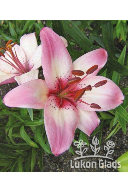 Lilie ROSELLA‘S DREAM - lilium