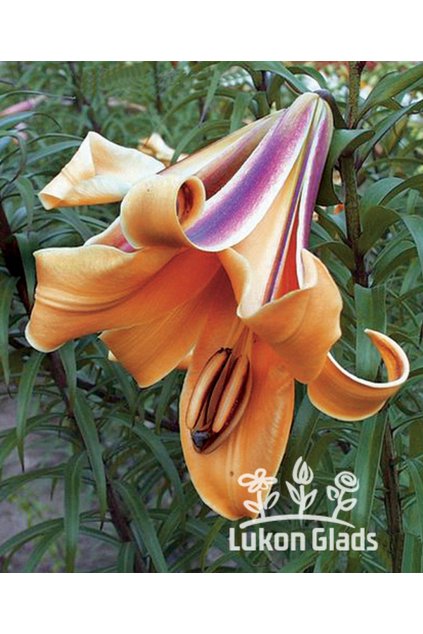 Lilie AFRICAN QUEEN - lilium