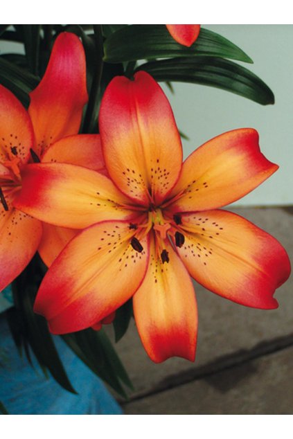 Lilie ROYAL SUNSET - lilium