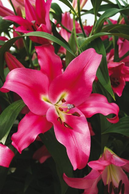 Lilie ROBINA - lilium