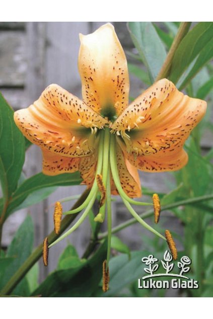 Lilium henryi - lilie