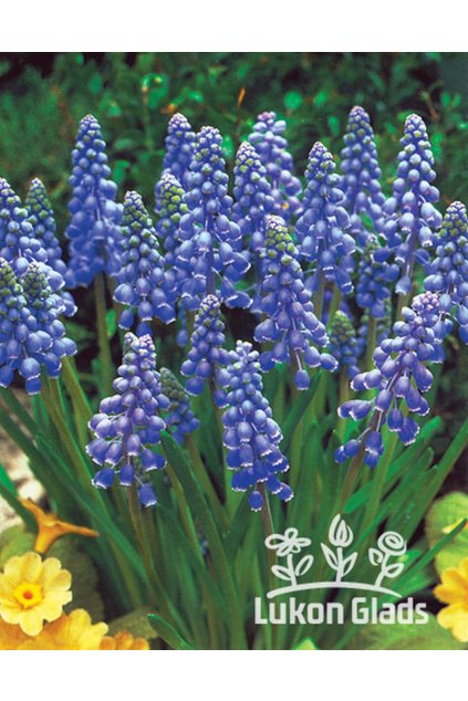 Muscari armeniacum SAFFIER - modřenec  arménský