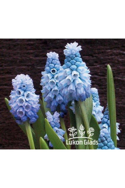 Muscari azureum - modřenec