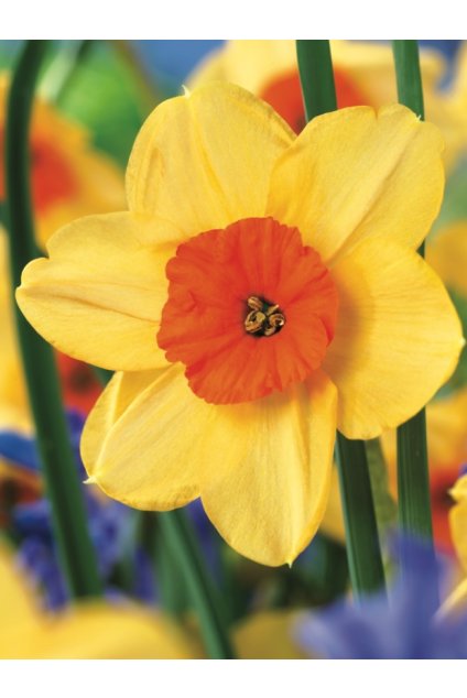 Narcis KEDRON