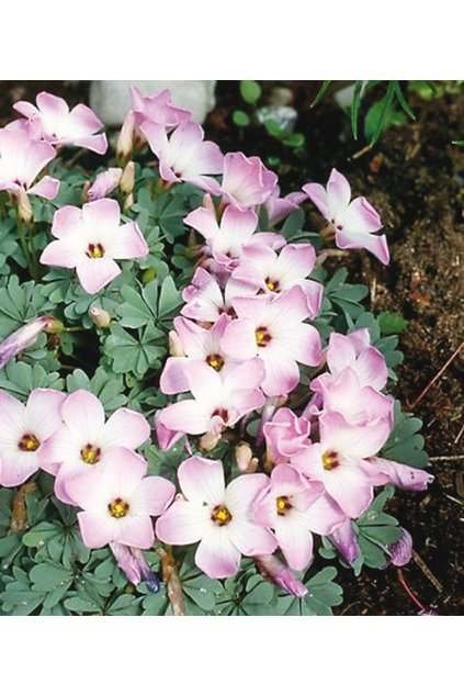 Oxalis adenonophylla - šťavel NAHRNKOVANÝ