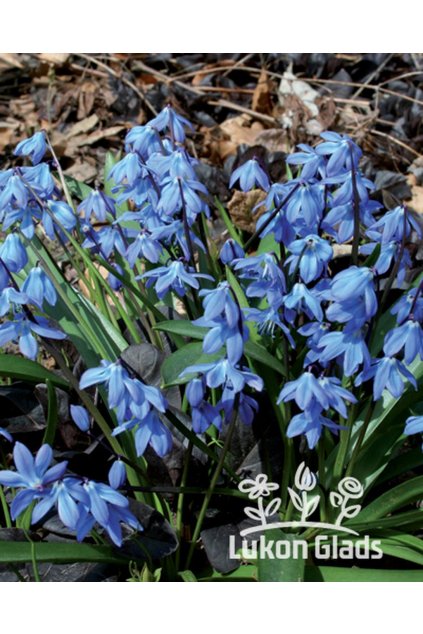 Scilla siberica - ladoňka sibiřská