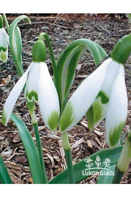 Galanthus nivalis - sněženka jarní, sněženka podsněžník