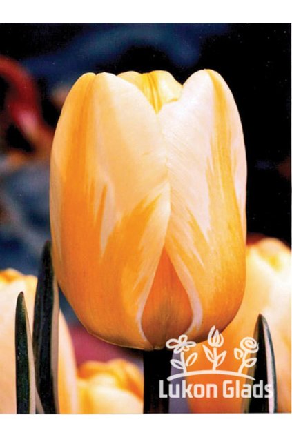 Tulipán JAAP GROOT - tulipa