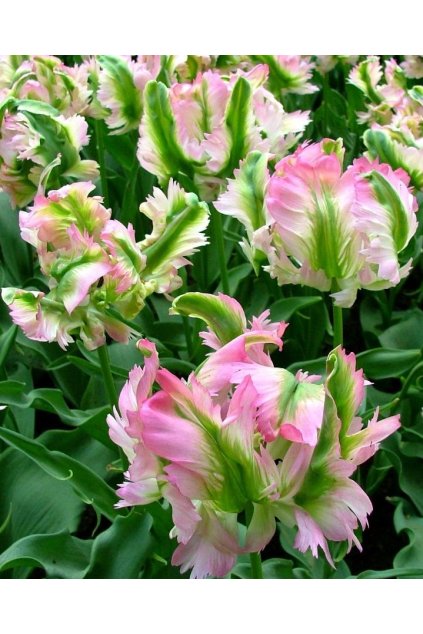 Tulipán Green Wave