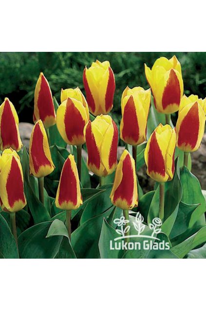 Tulipán STRESSA - tulipa