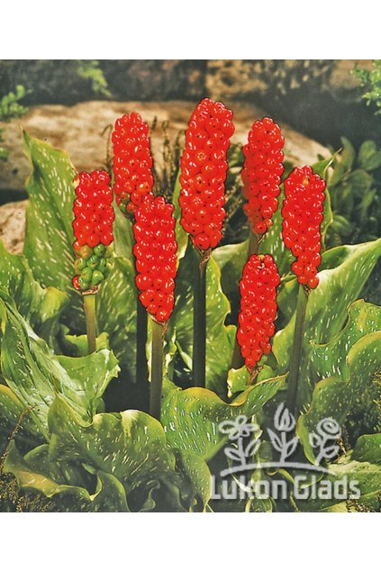 Arum italicum - áron vlašský