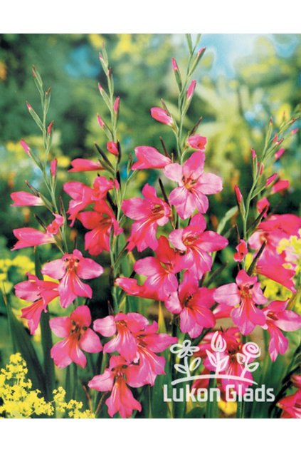 Gladiolus italicus syn. gladiolus byzantimus - mečík obecný