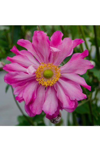 prinz heinrich anemone 73203 2