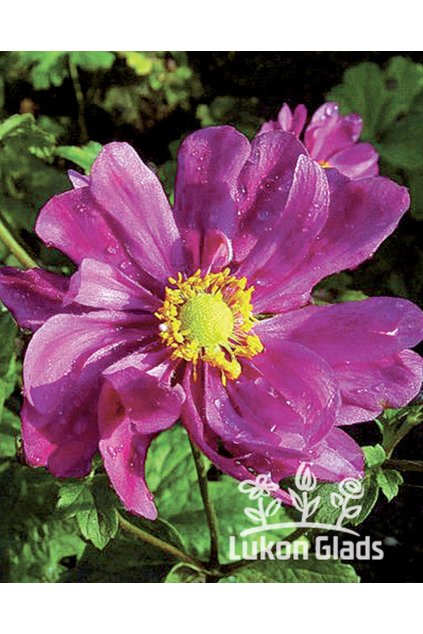 Anemone hybrid MARGARETTE - sasanka, anemonka