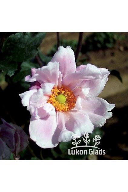 Anemone hybrid MAX VOGEL - sasanka, anemonka