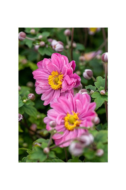 pamina anemone 73202 4