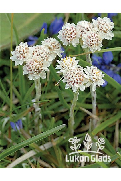 Antennaria dioica ALBA - kociánek dvoudomý