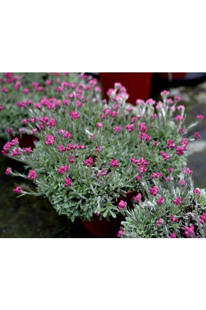 alex duguid antennaria dioica 73366 1