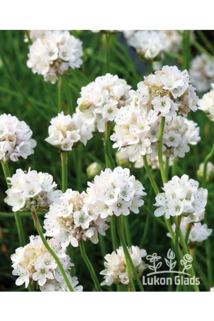 Armeria maritima abbey WHITE - trávnička přímořská