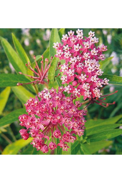 Asclepias incarnata SOULMATE - tuberosa, klejicha