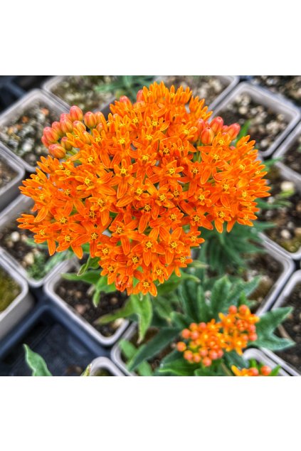 Asclepias tuberosa - tuberosa, klejicha